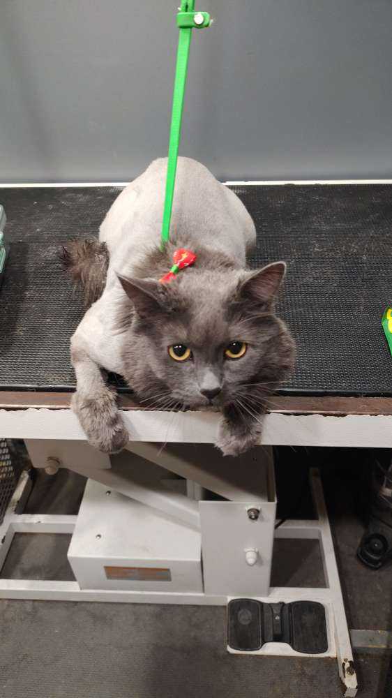 Pet
