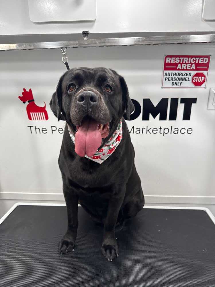 Dog Pet Photo