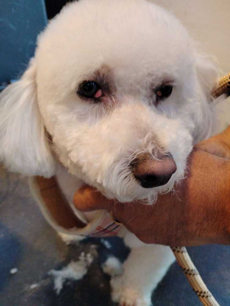 Otis
