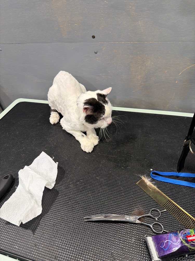 Sid