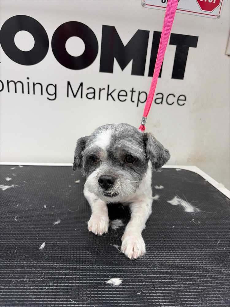 Gizmo
