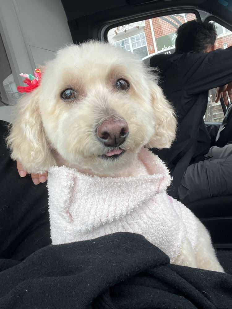 Dog Pet Photo
