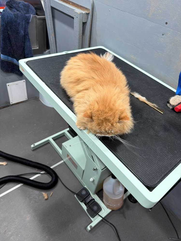 Pet