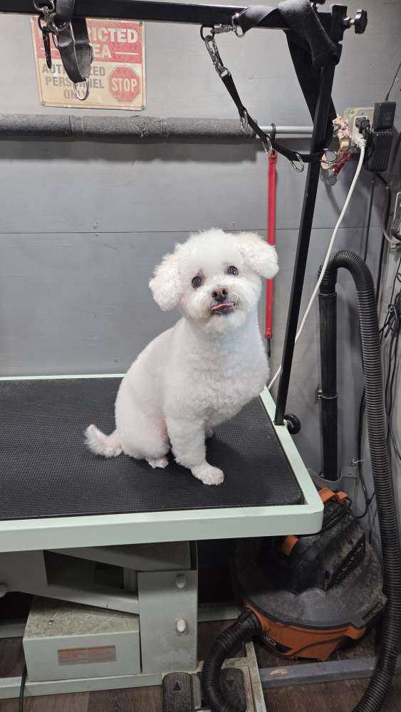 Dog Pet Photo