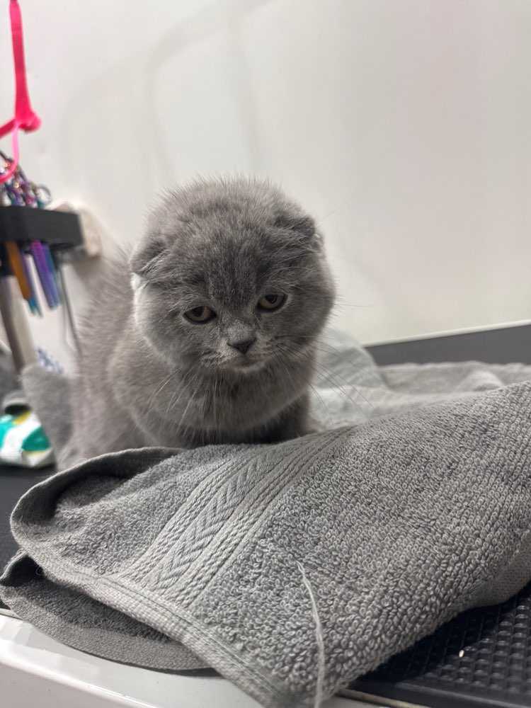 Pet
