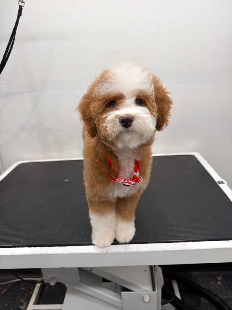 Penny