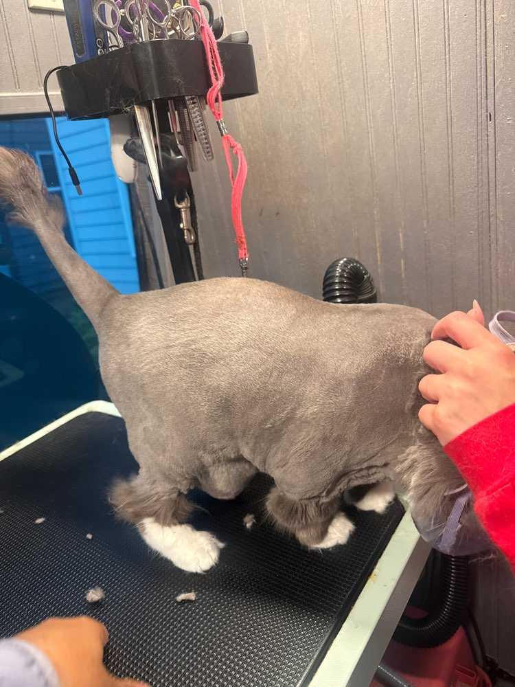 Pet
