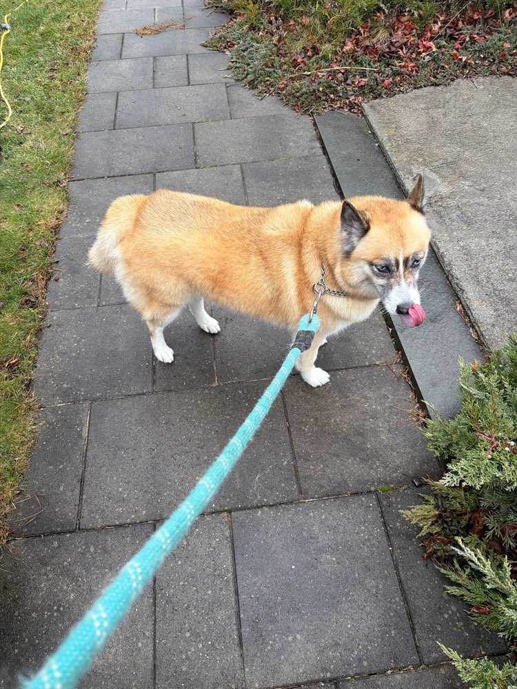 Echo