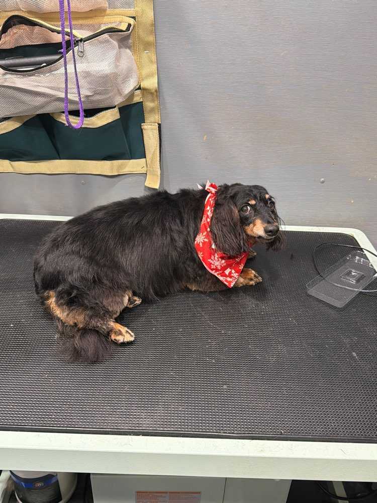 Bella