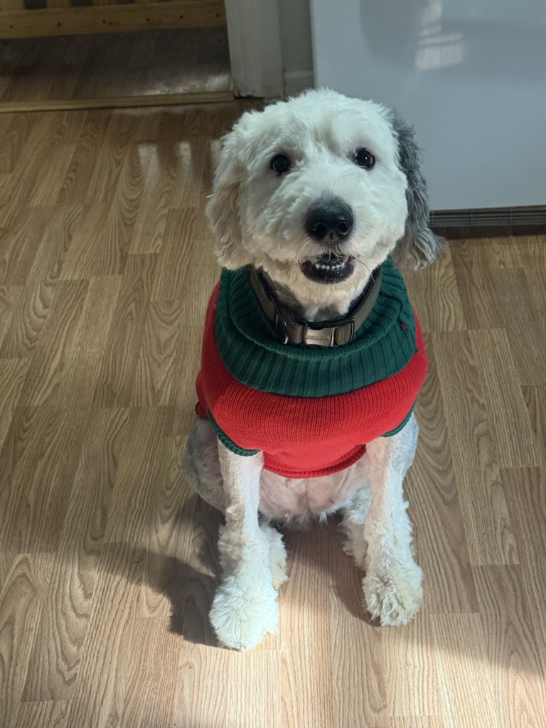 Dog Pet Photo
