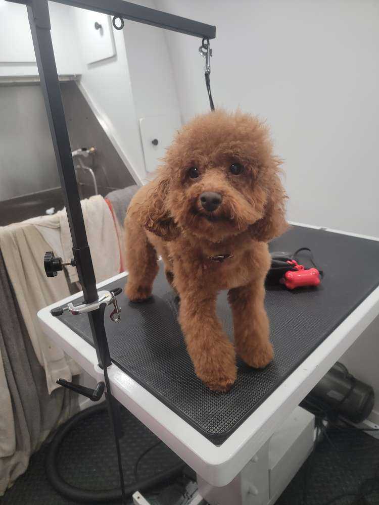 Dog Pet Photo