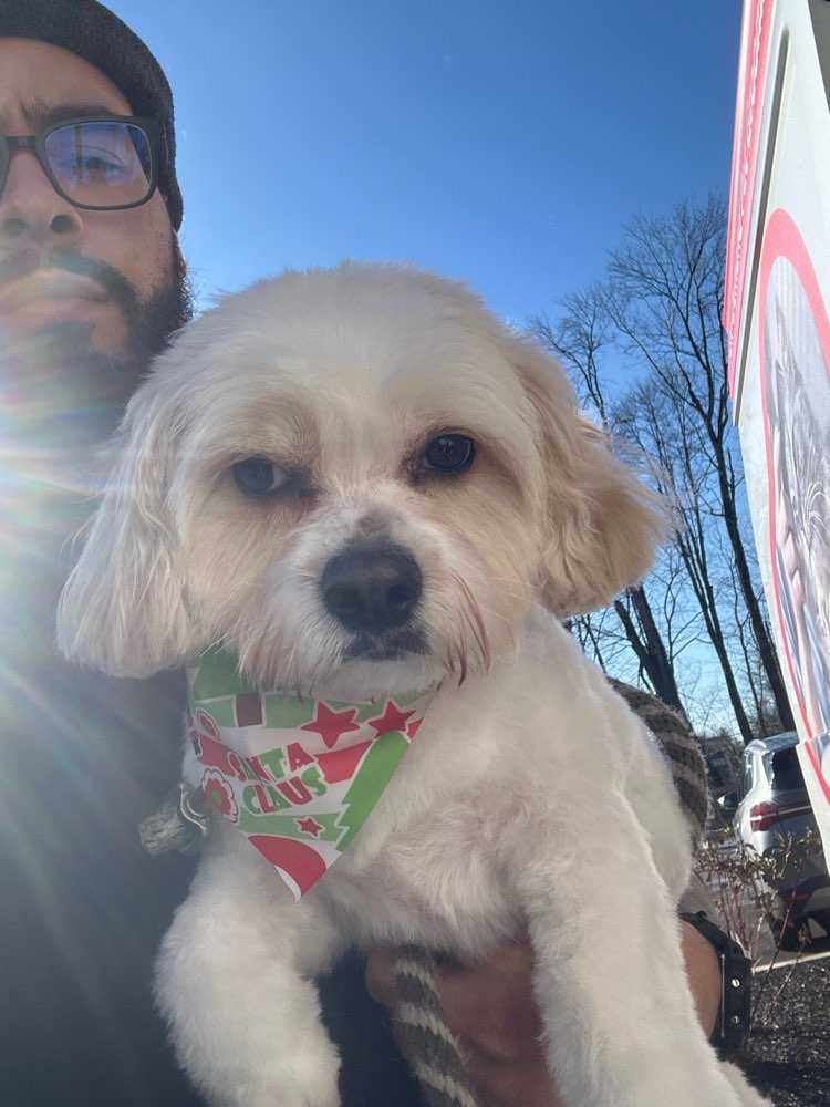 Dog Pet Photo