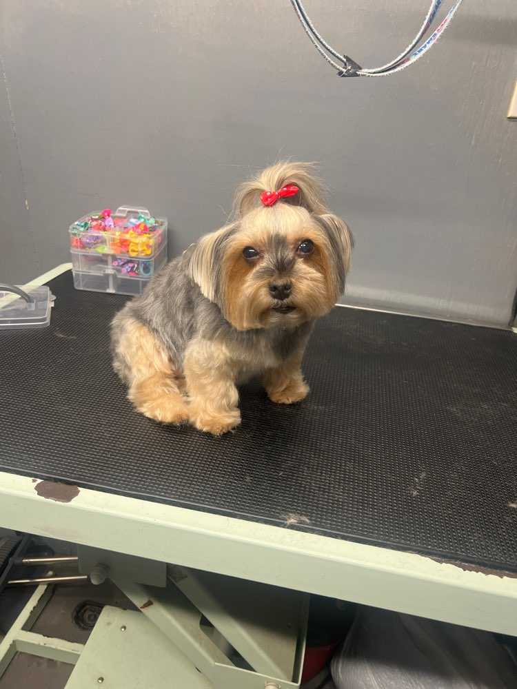 Pet