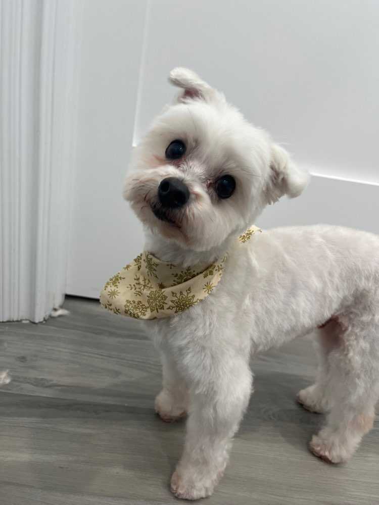 Pet