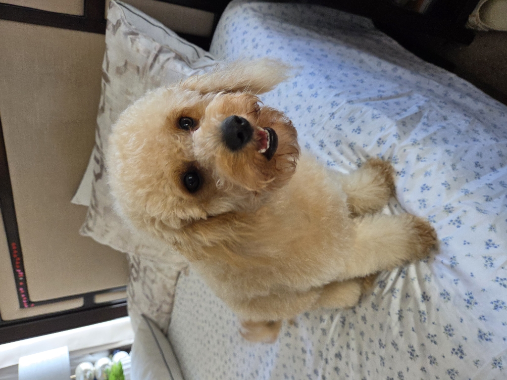 Dog Pet Photo