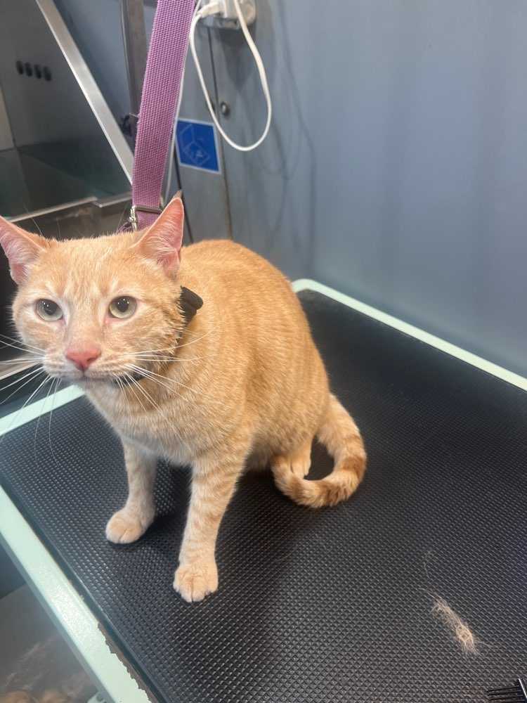 Simba