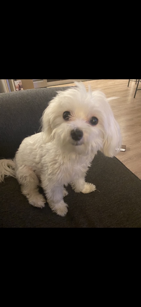Dog Pet Photo