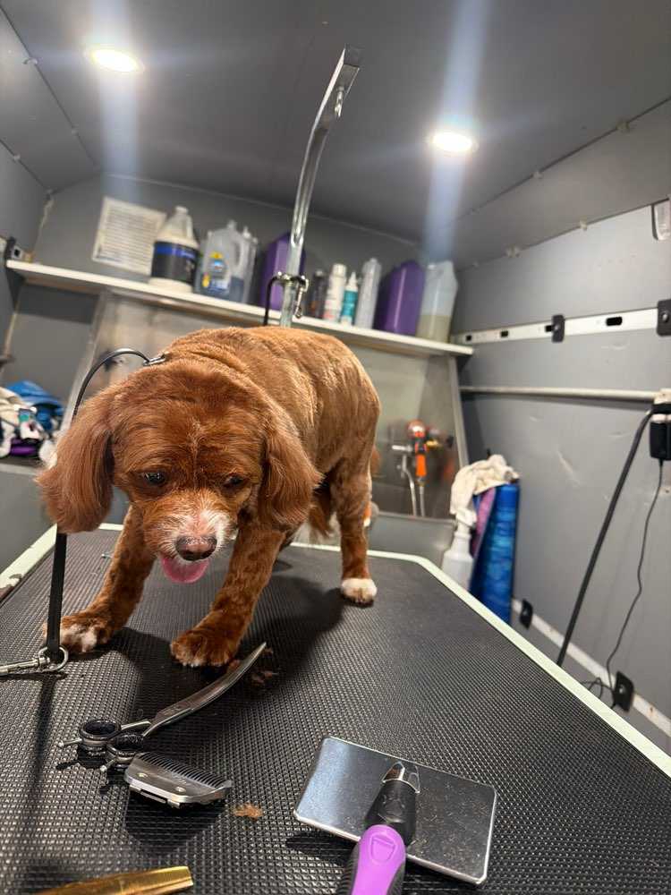 Pet
