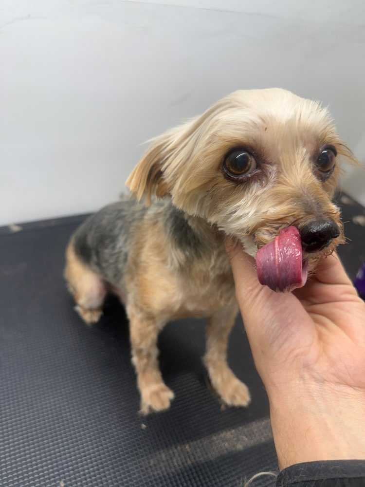 Pet