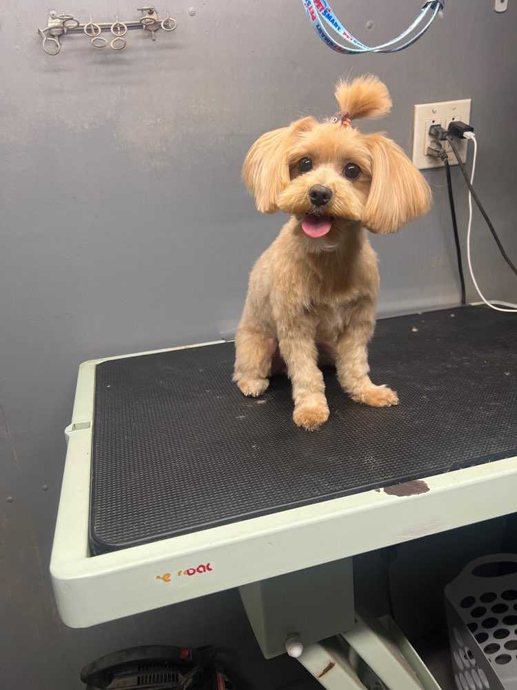Dog Pet Photo