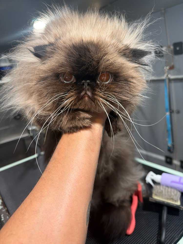 Baci