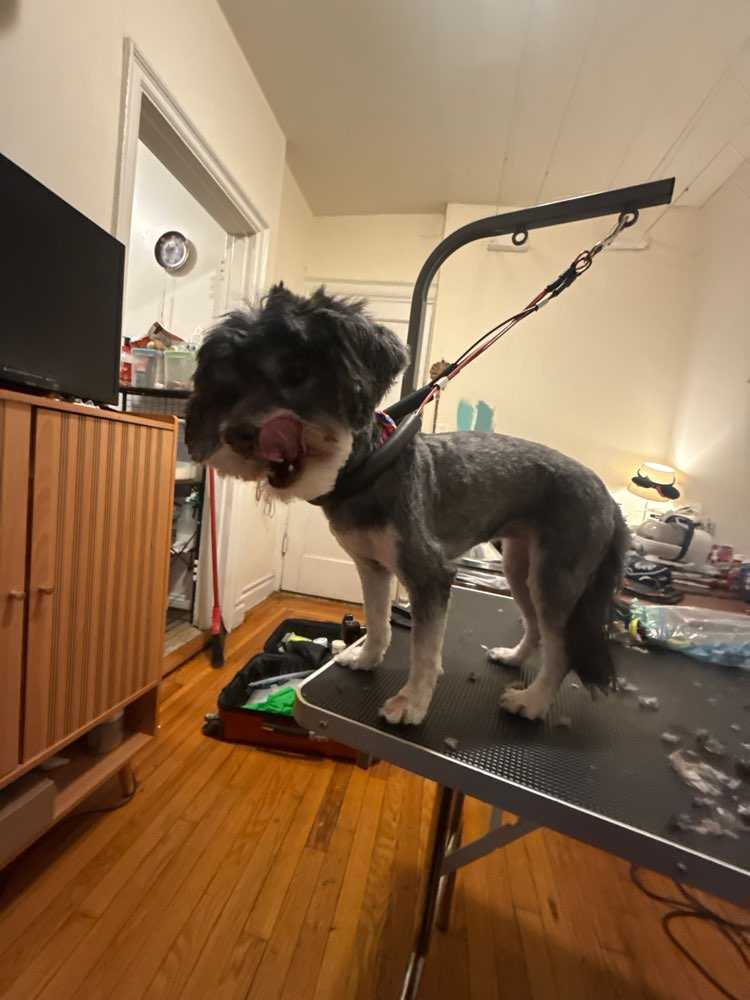 Dog Pet Photo