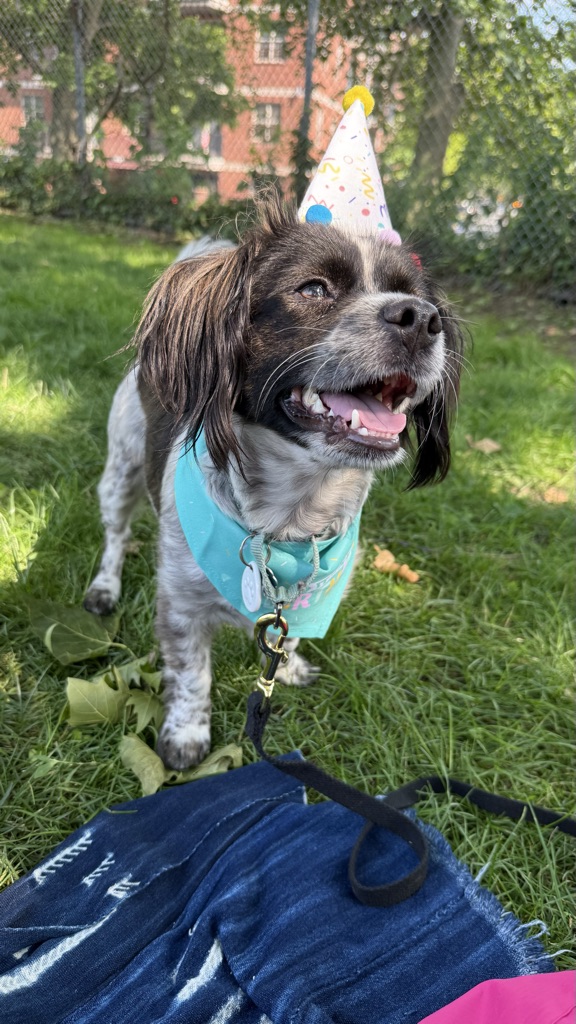 Dog Pet Photo