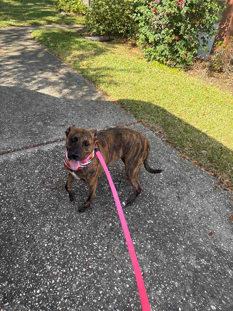 Bella