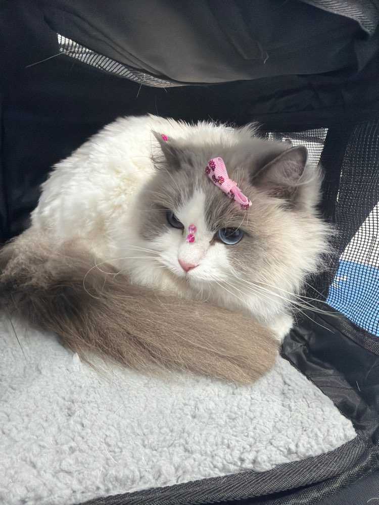 Pet