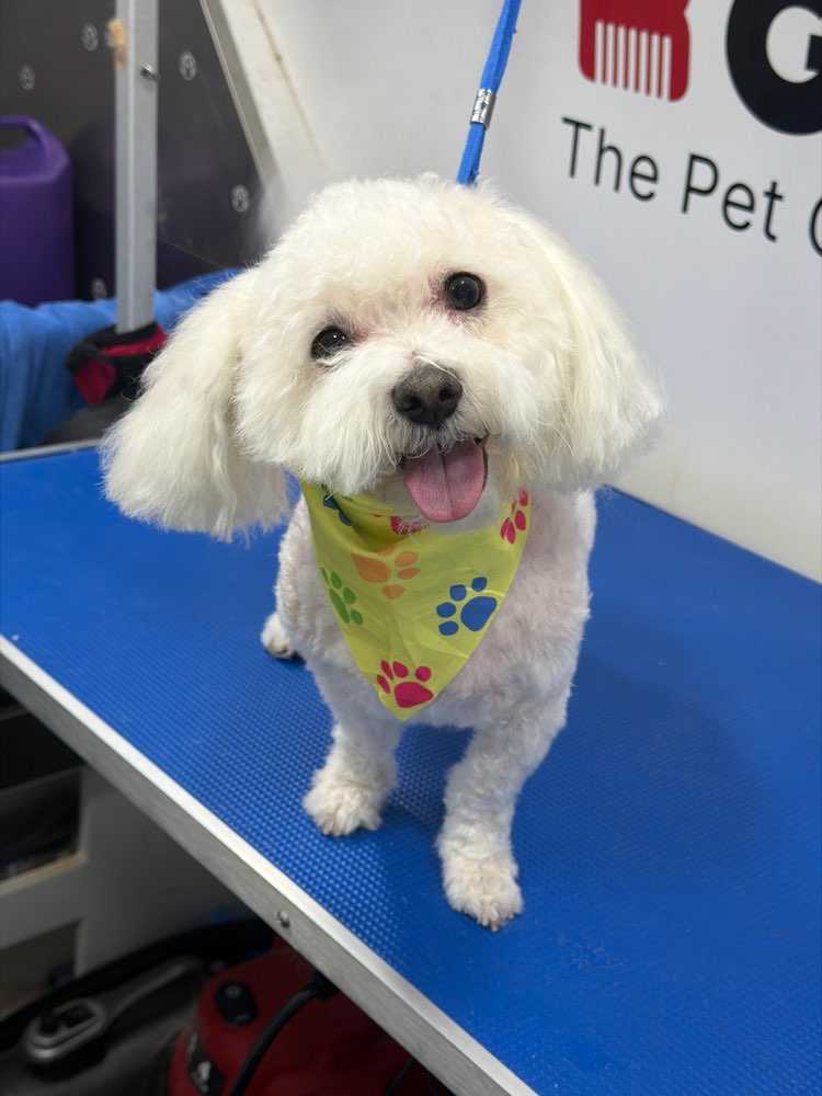 Dog Pet Photo