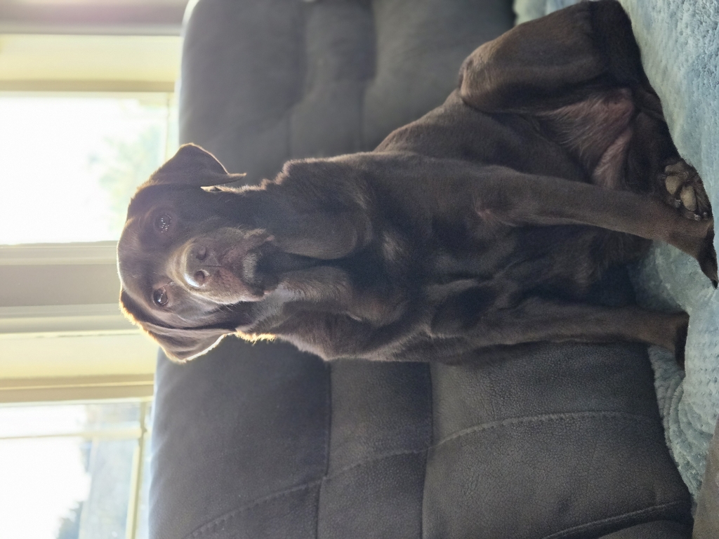 Dog Pet Photo