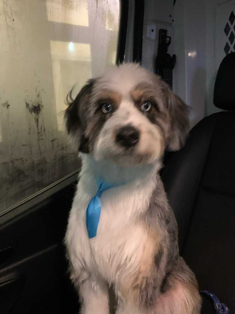 Arlo