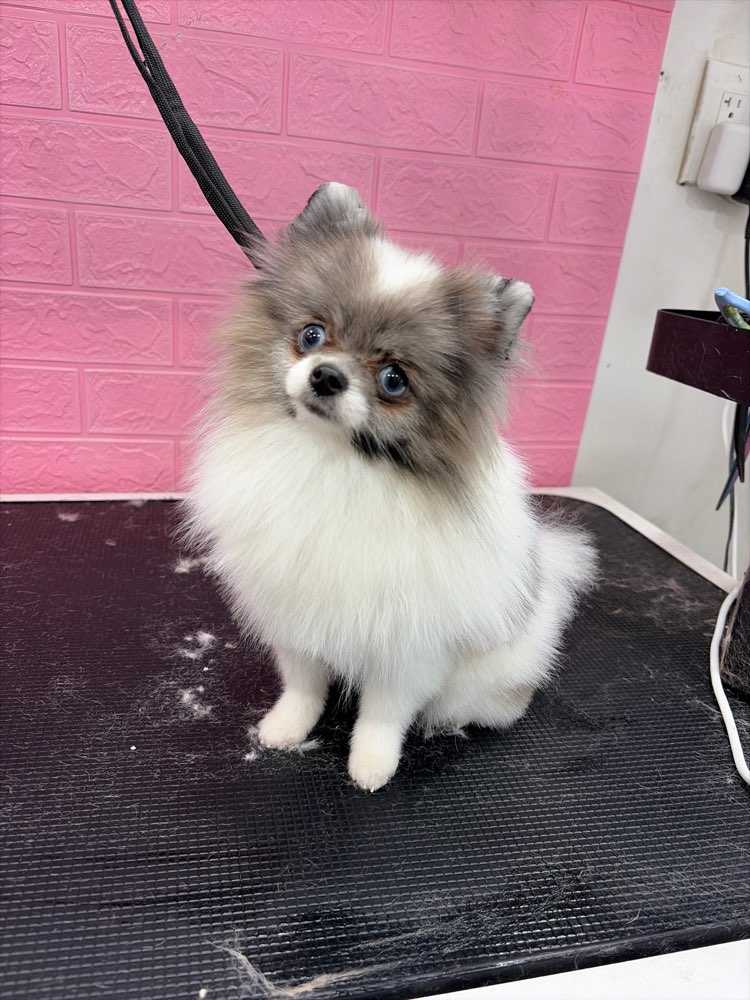 Pet