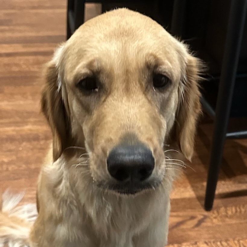 Dog Pet Photo