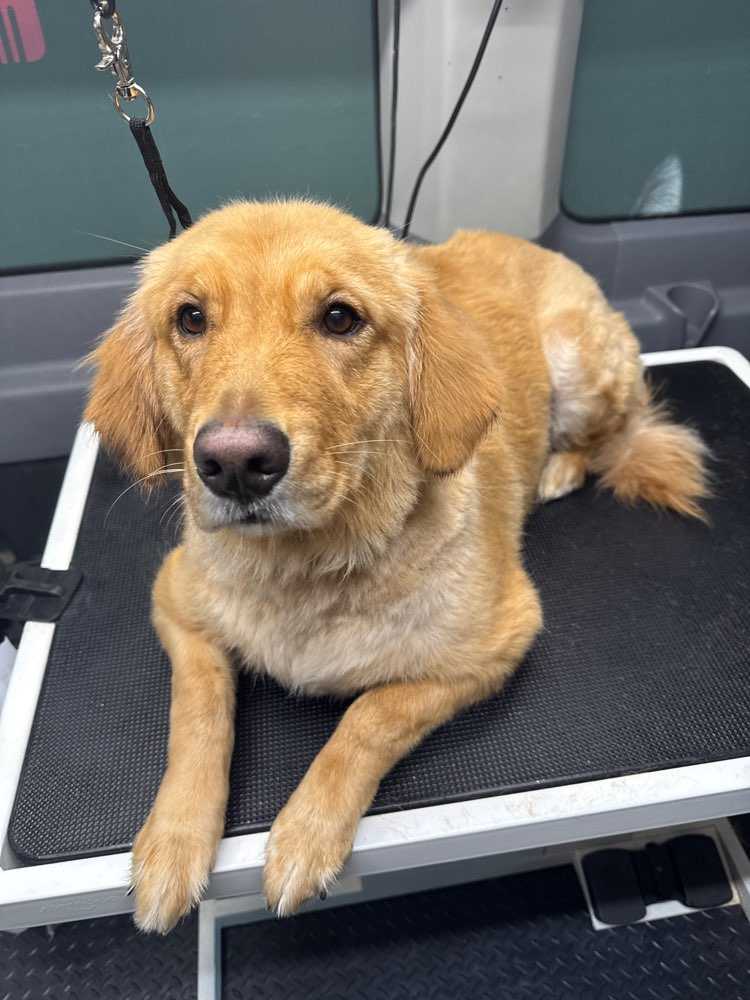 Dog Pet Photo