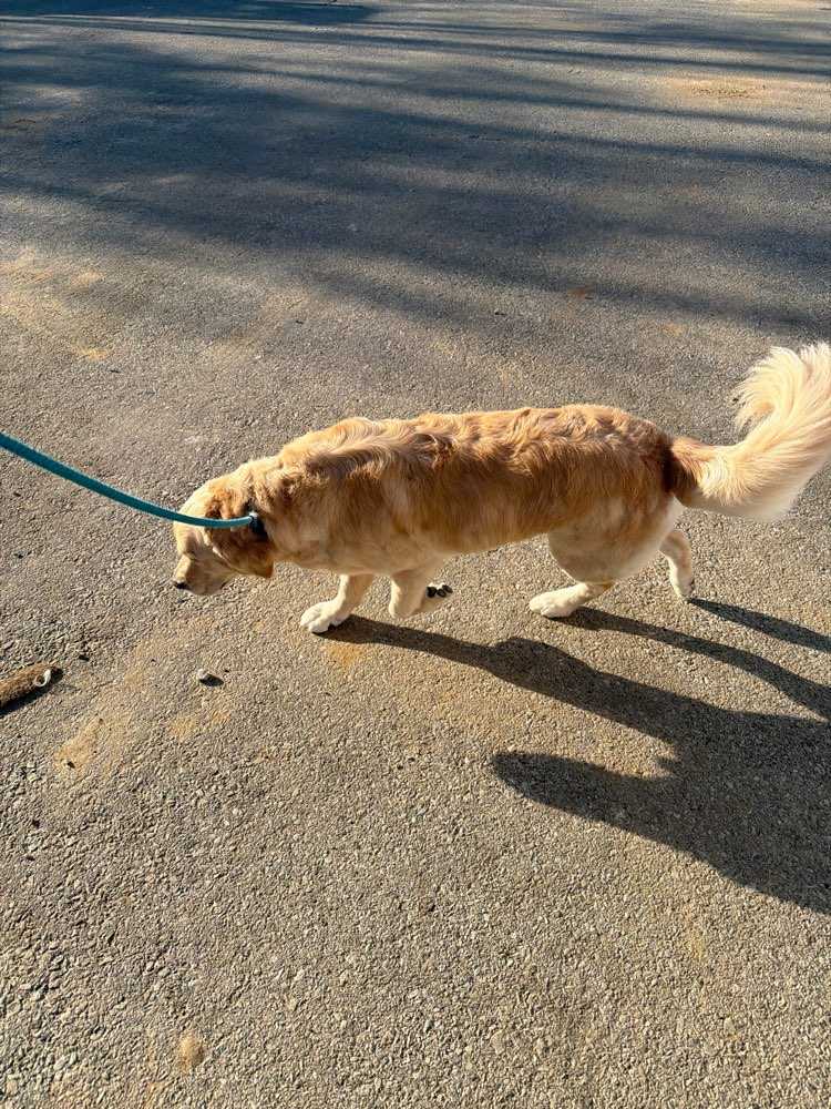 Stella