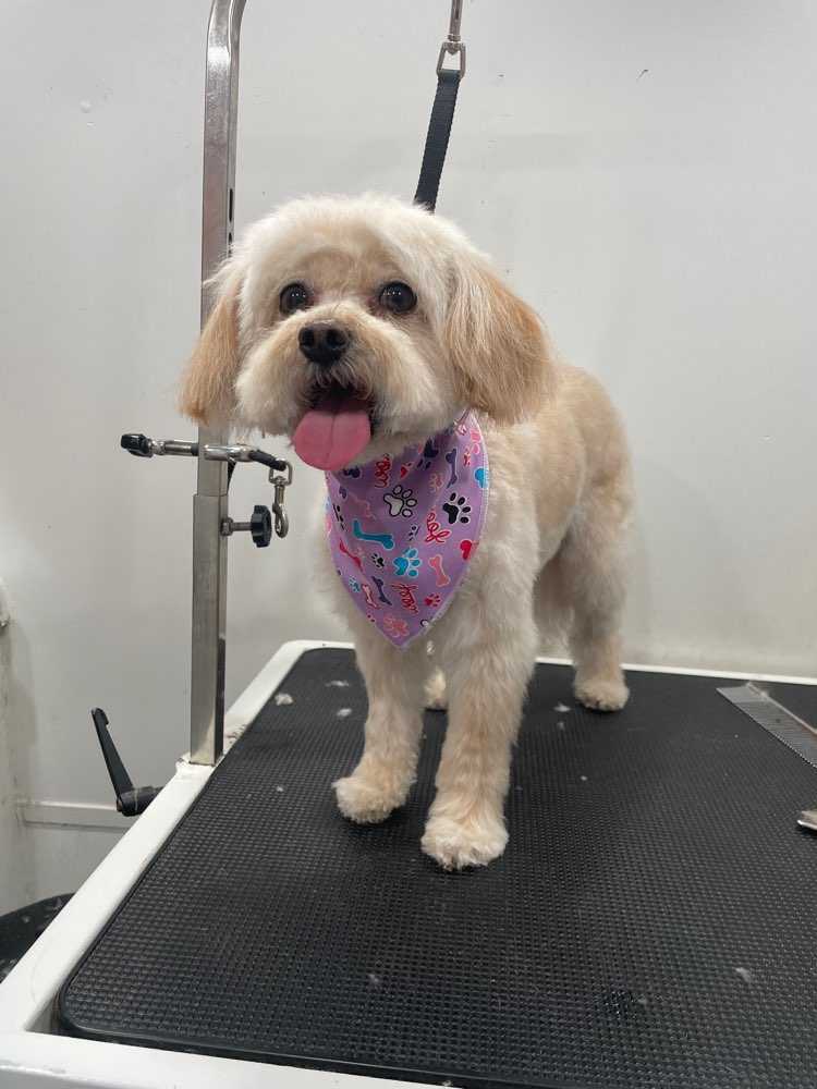 Dog Pet Photo