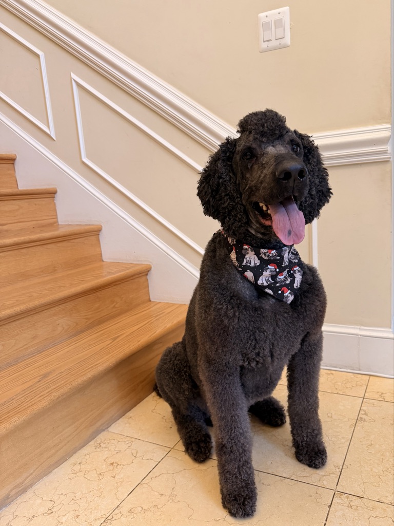 Dog Pet Photo