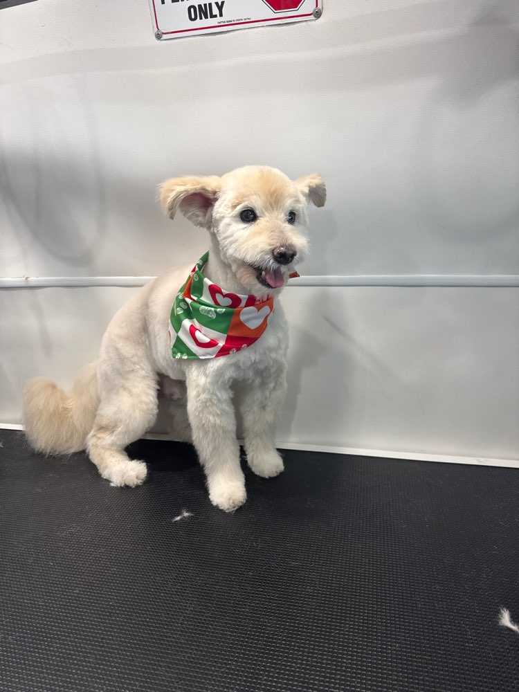 Toby