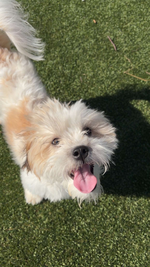 Dog Pet Photo