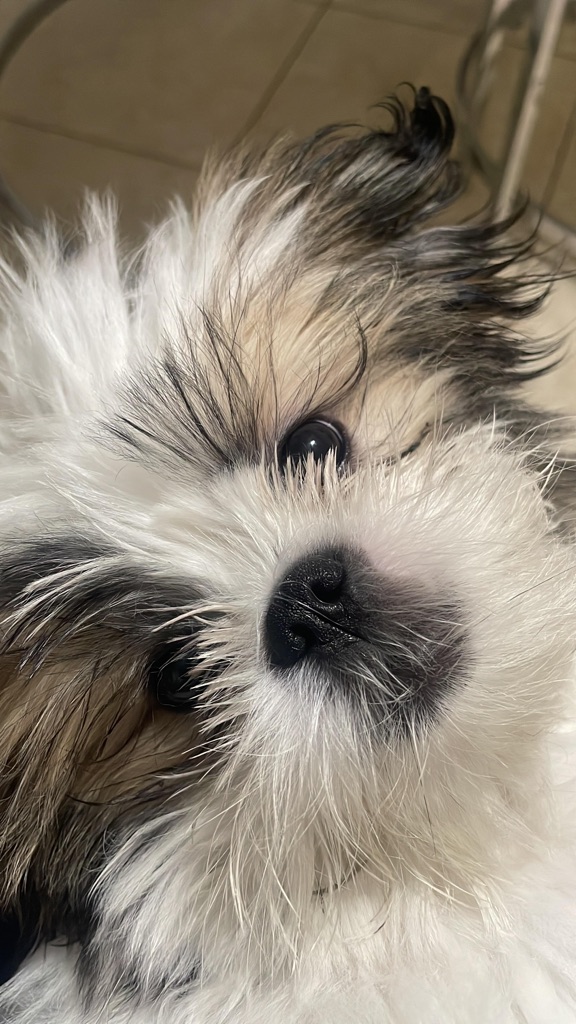 Dog Pet Photo