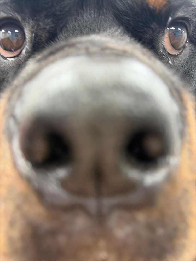 Bruce