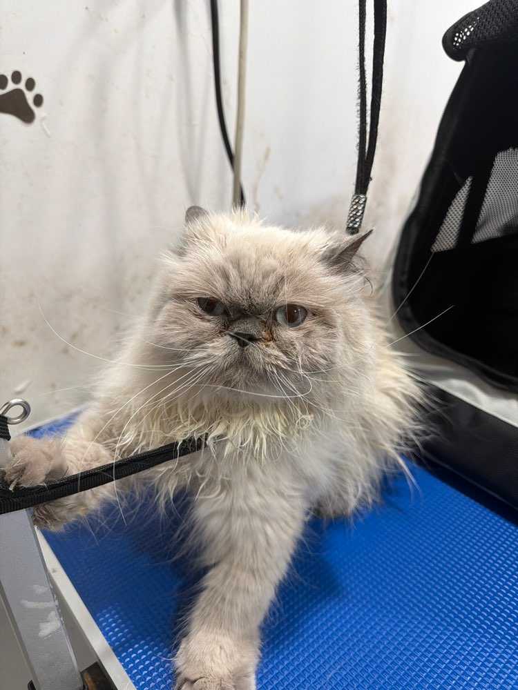 Mia
