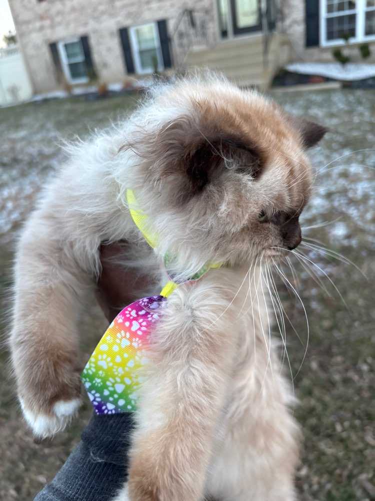 Harvey