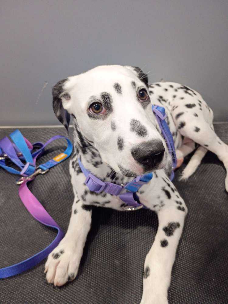 Dog Pet Photo