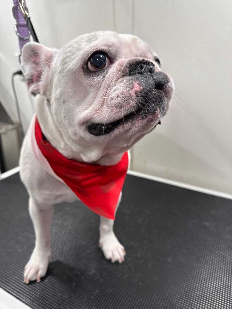 Oliver