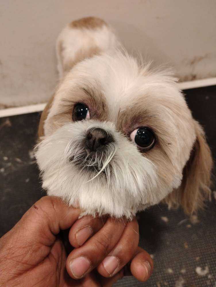 Benji