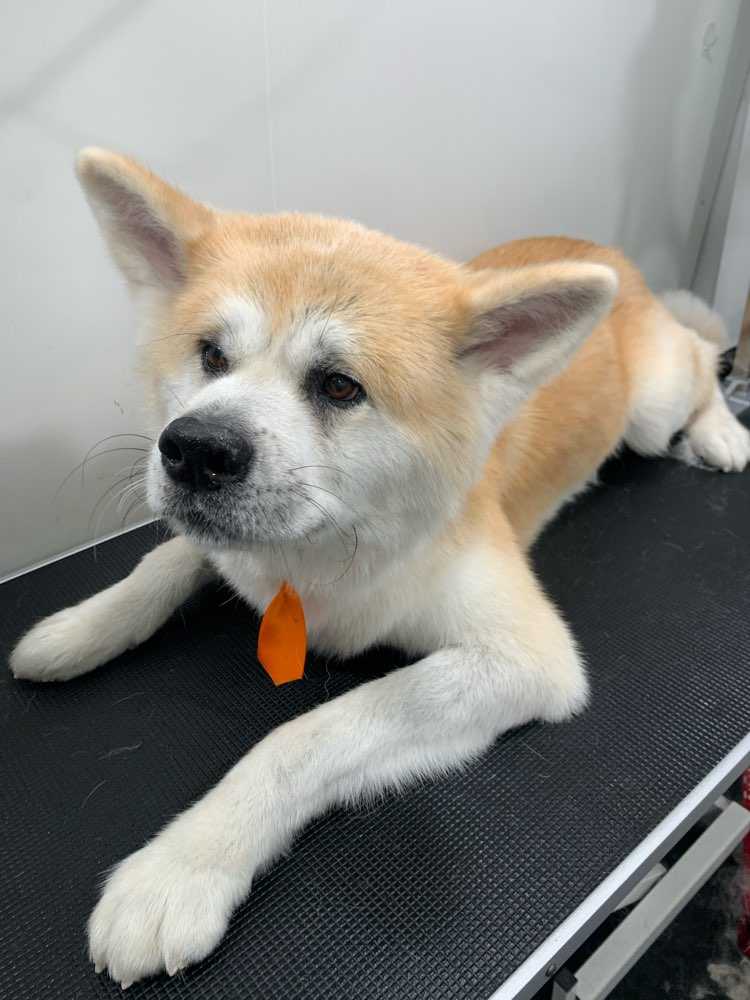 Jax