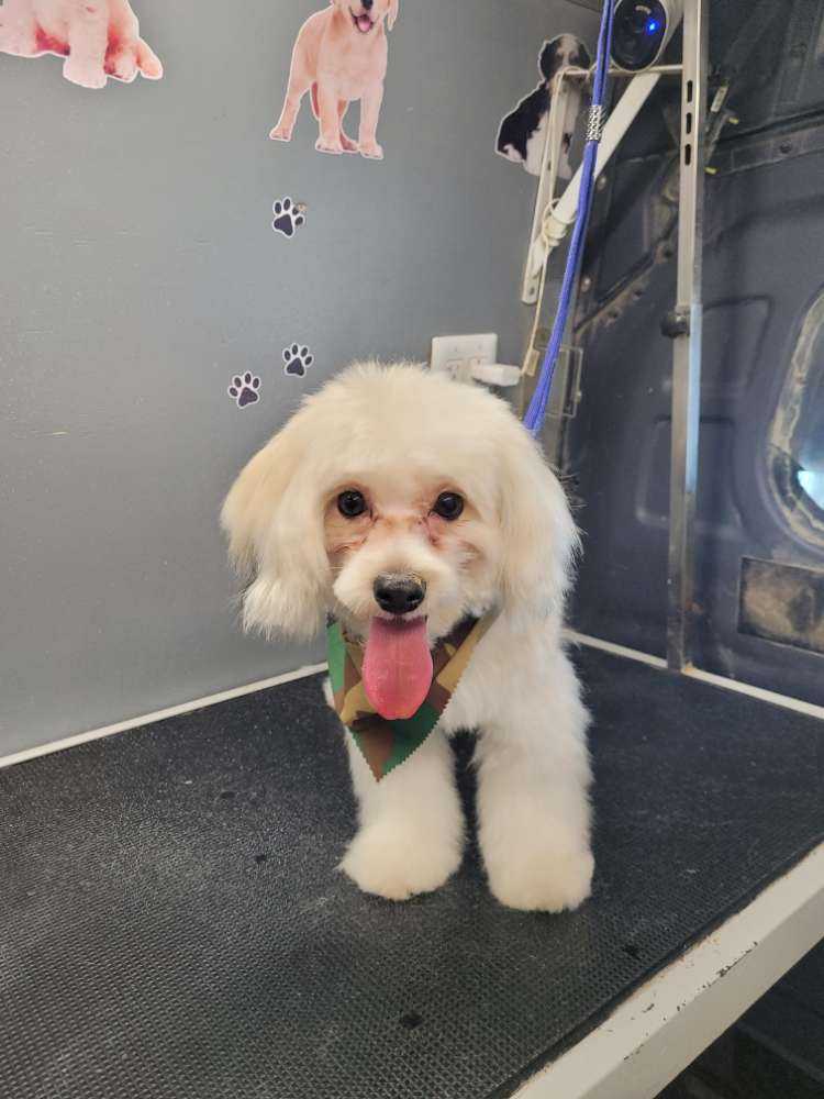 Dog Pet Photo