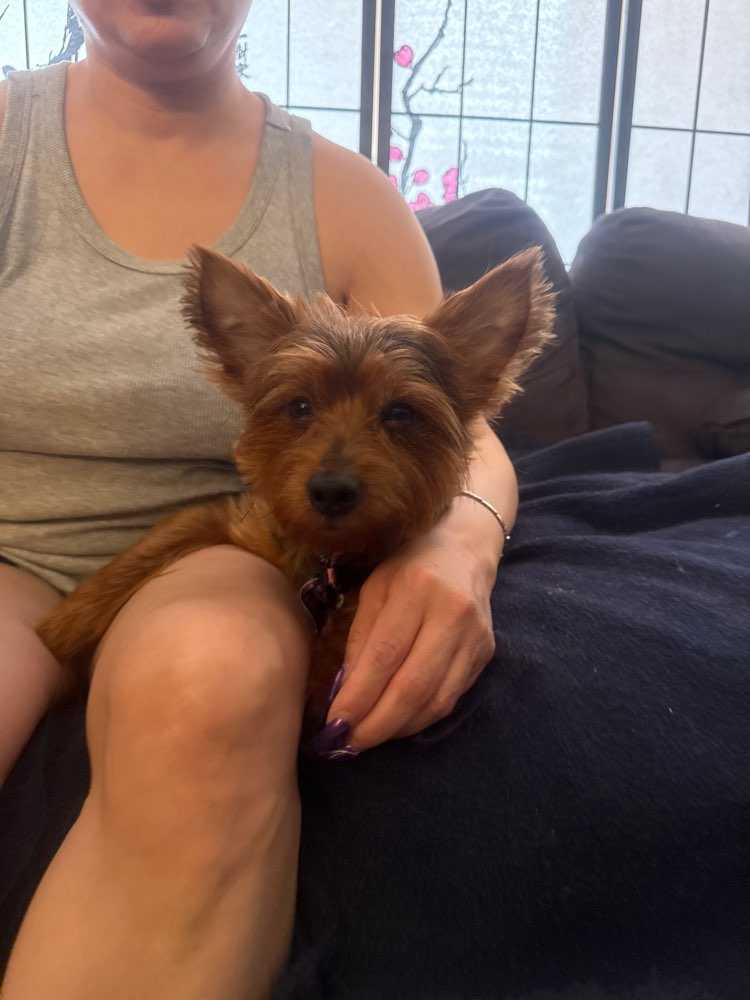 Pet